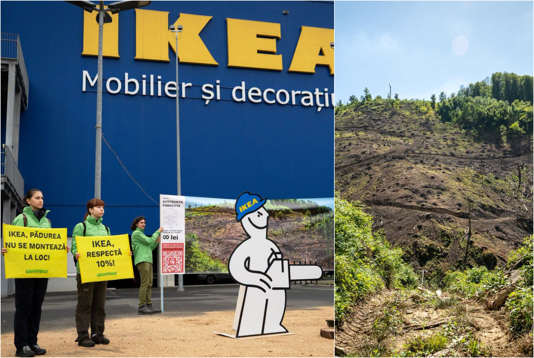 Acuzații pentru IKEA: lemn extras din păduri seculare din România ar ajunge în lanțul de aprovizionare