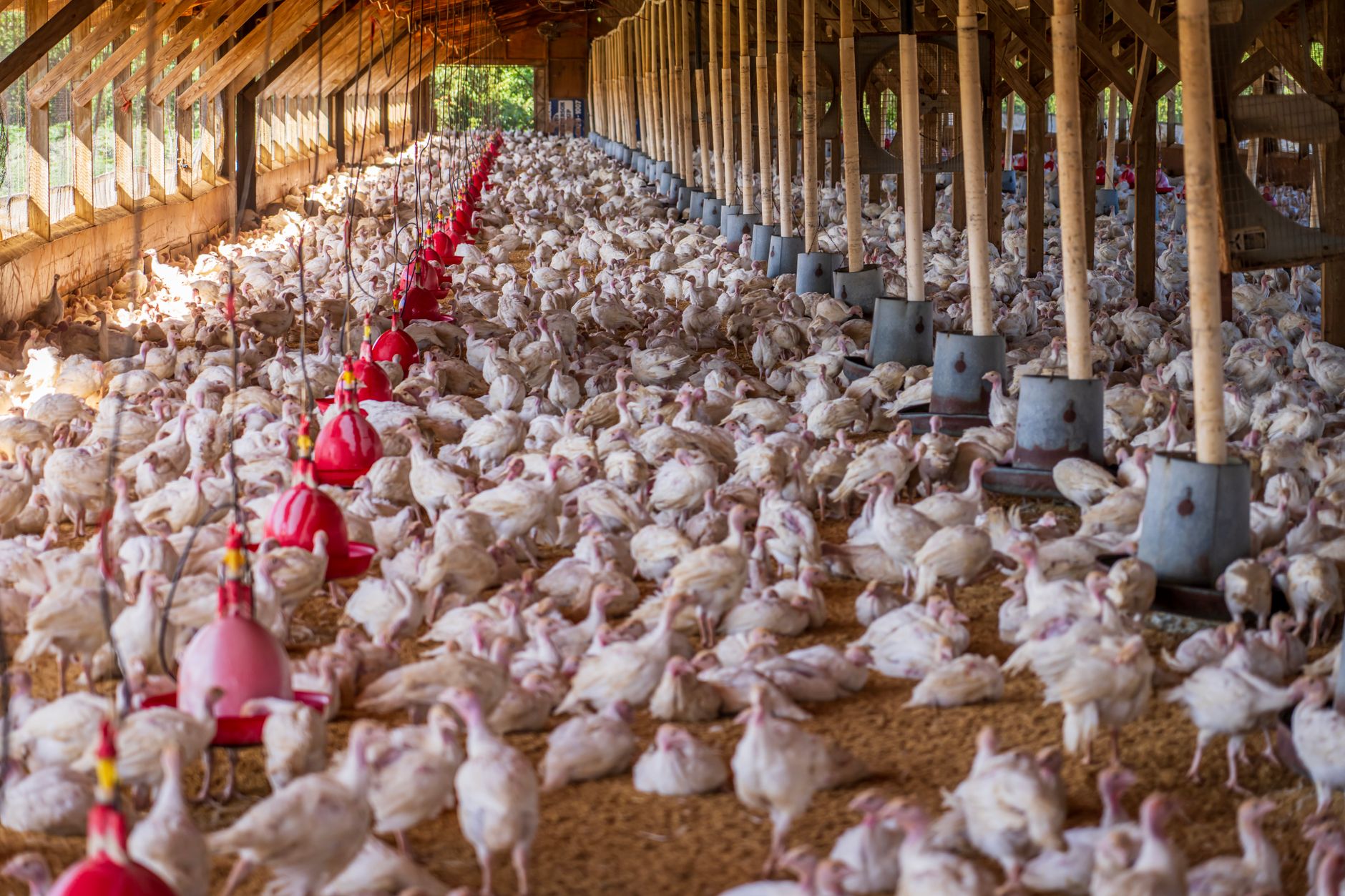 Agroland investește 20 de milioane de euro în extinderea producției de ouă de la Mihăilești