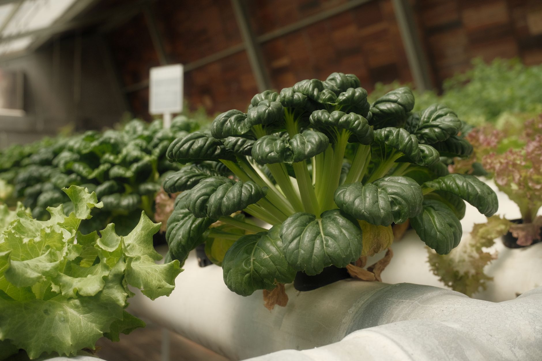 DN Agrar achiziționează producătorul de salată și busuioc Panorganic Vitavit pentru 750.000 de euro