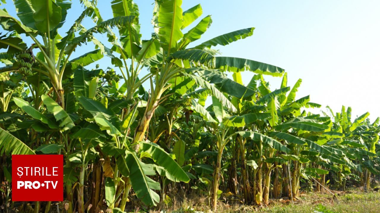 Bananele ar putea deveni mult mai scumpe în 2027 din cauza fenomenului El Nino și a conflictelor