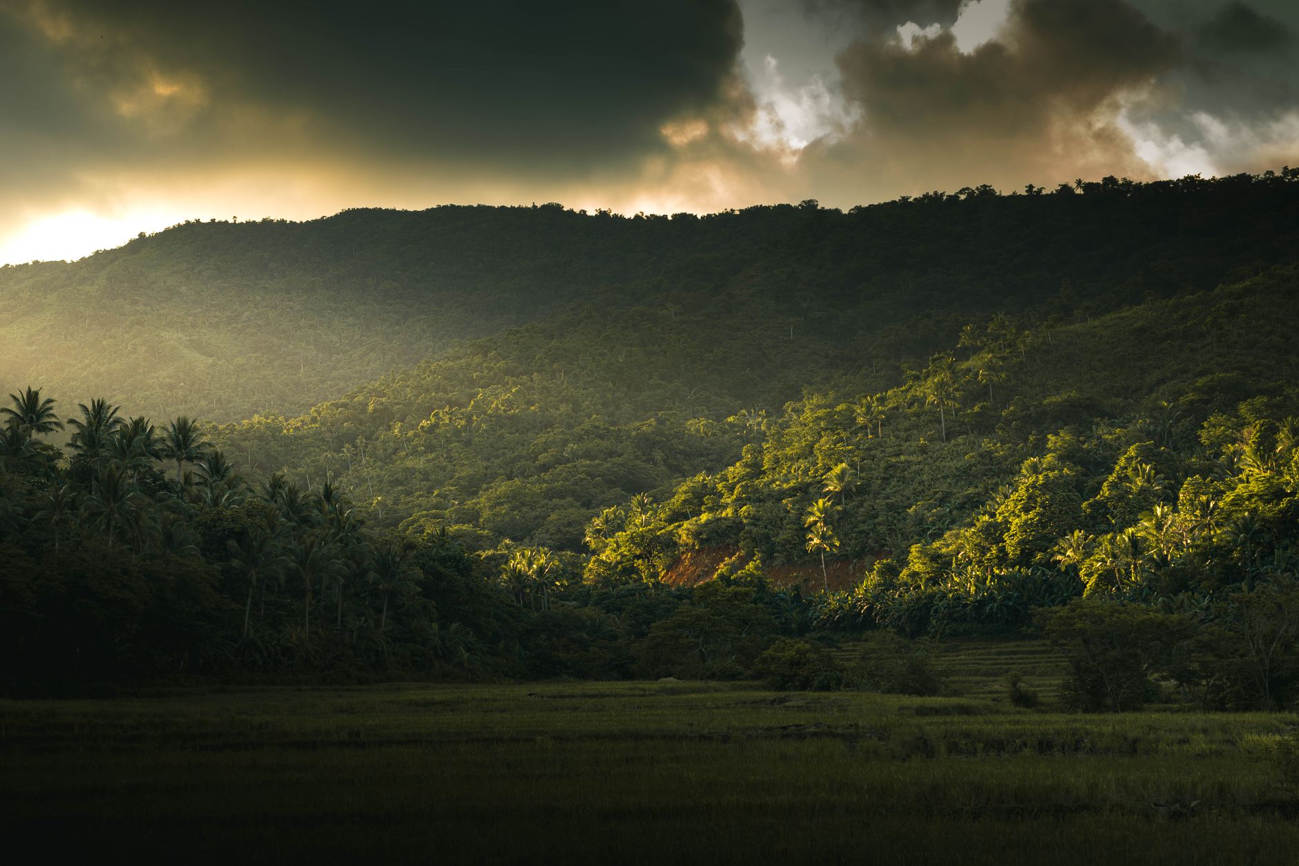 Angajamente de peste 1,8 miliarde de dolari pentru biodiversitate, anunță Președinția COP17