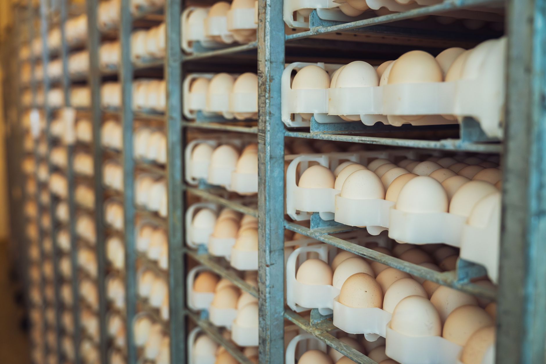 Grupul Carmistin preia activele grupului Aaylex One pentru consolidarea lanțului alimentar