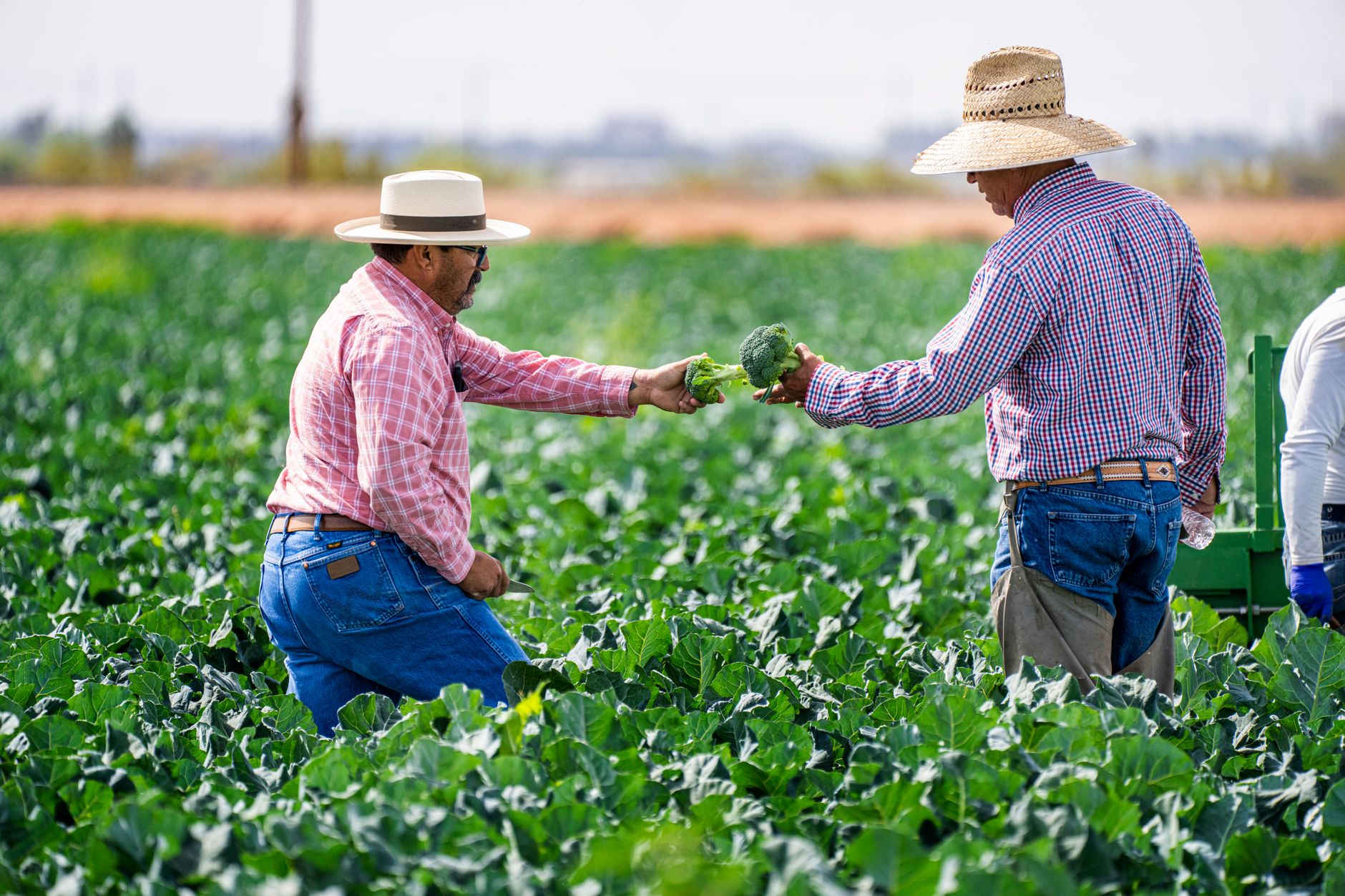 Dezechilibre de putere în agricultură: Fermierul este un profesionist sau un consumator?