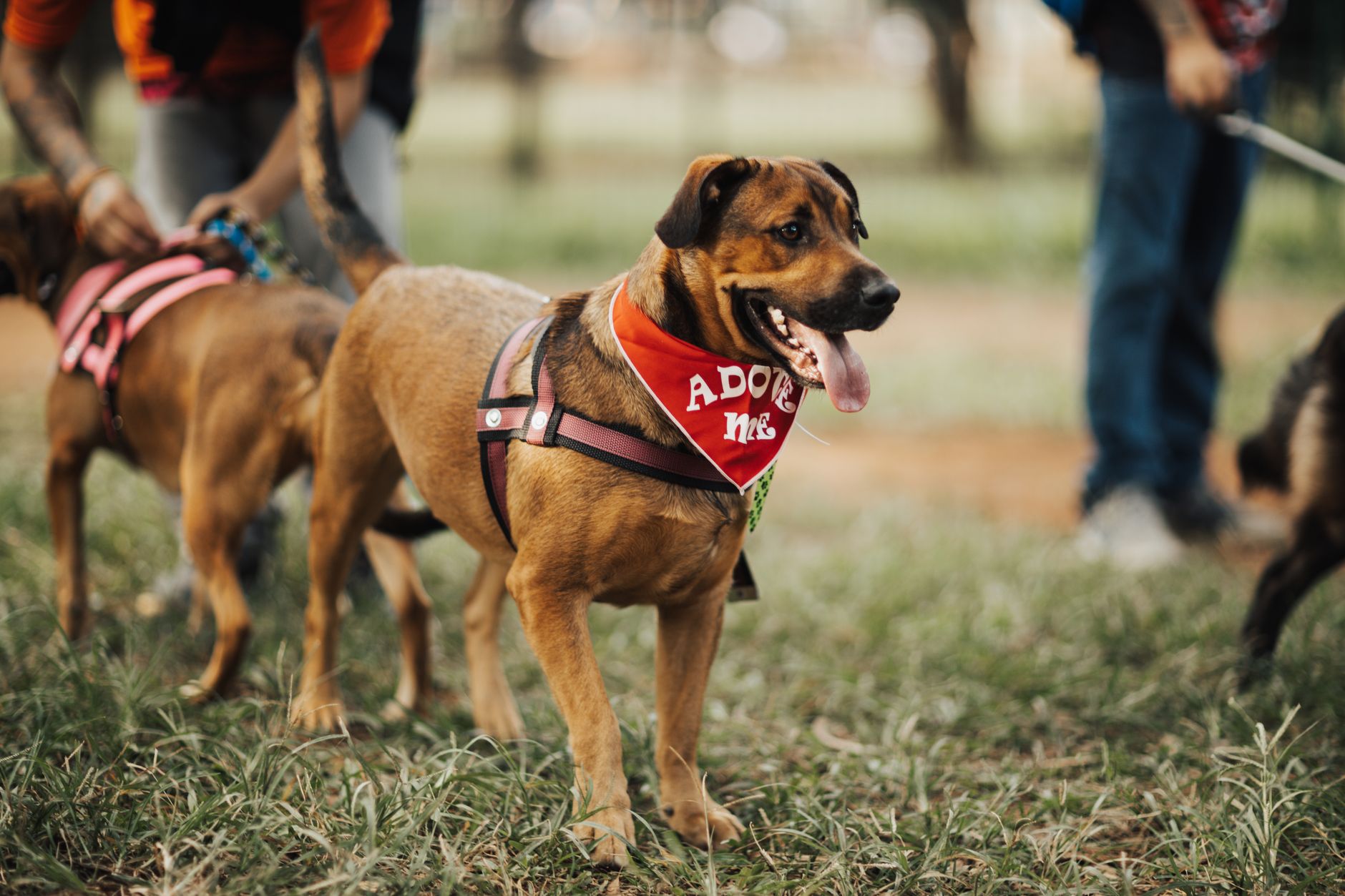 Mars lansează platforma Mars Adoption Hub pentru a facilita procesul de adopție a animalelor de companie