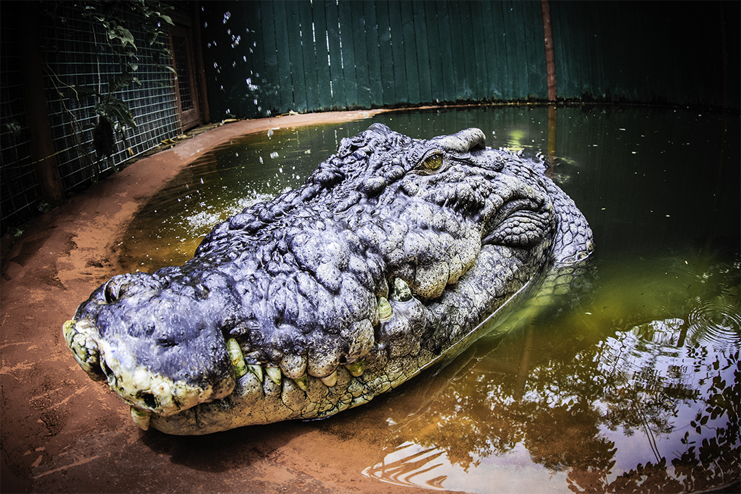 Un bărbat din Singapore riscă 10 ani de închisoare după ce a generat o imagine falsă cu un crocodil