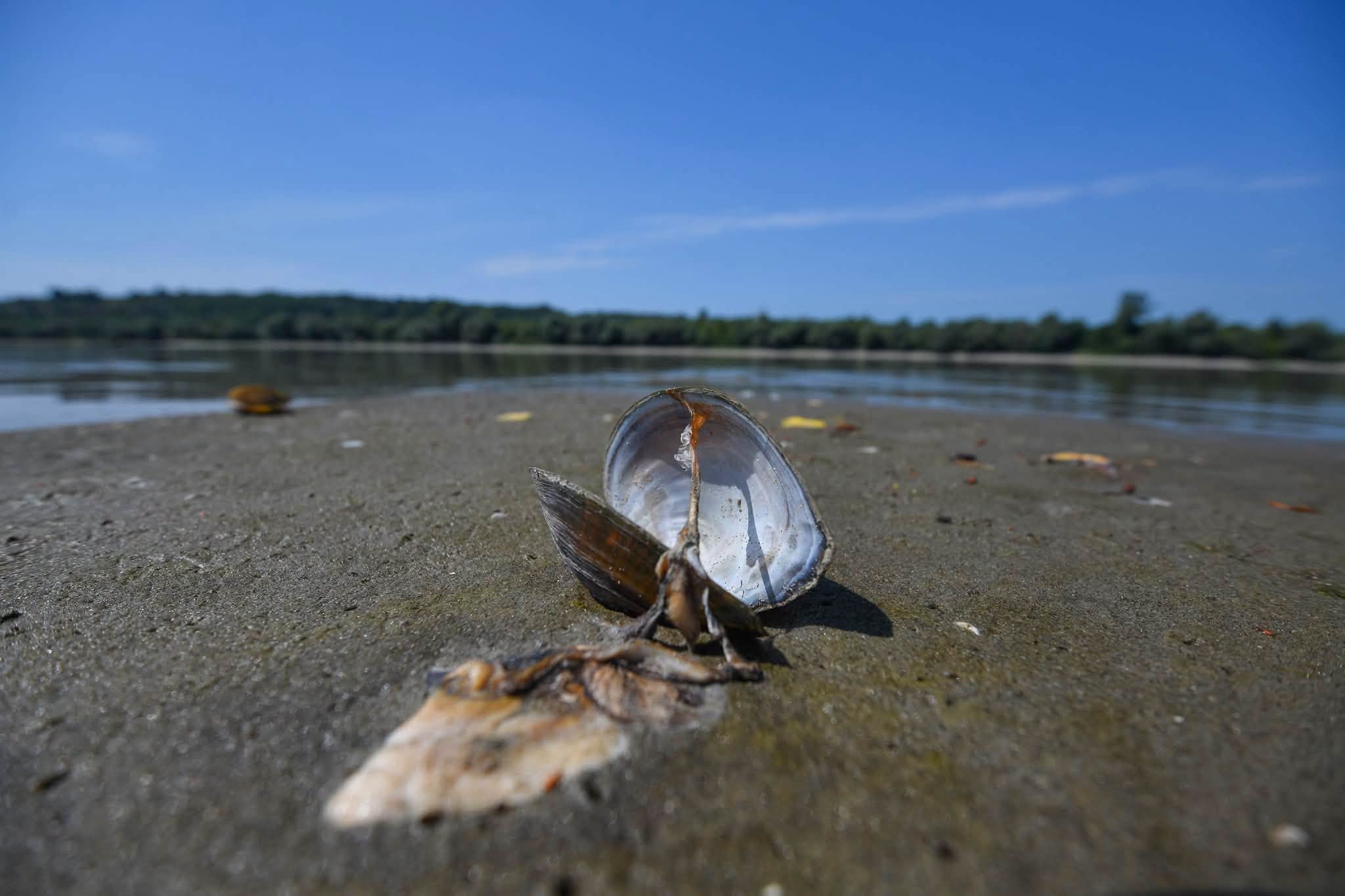 Transportul fluvial către Ucraina este afectat de secetă și bombardamente în porturile de la Marea Neagră