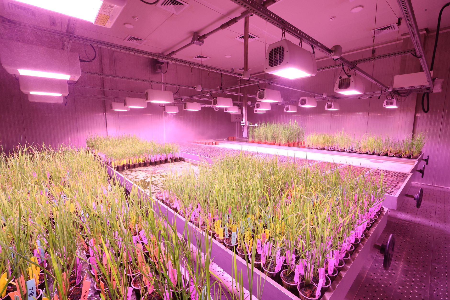 Parteneriat între Vylor și Rainbow Crops pentru dezvoltarea de hibrizi de porumb prin editare genetică și IA