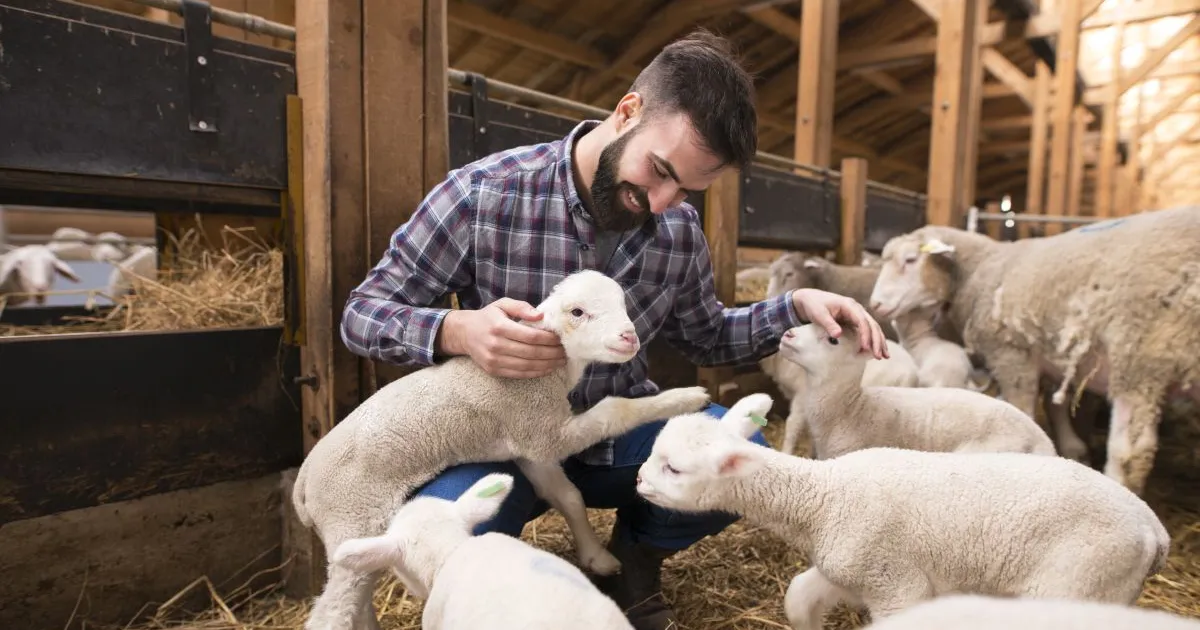 România reia exporturile de animale în Libia după semnarea certificatelor sanitar-veterinare