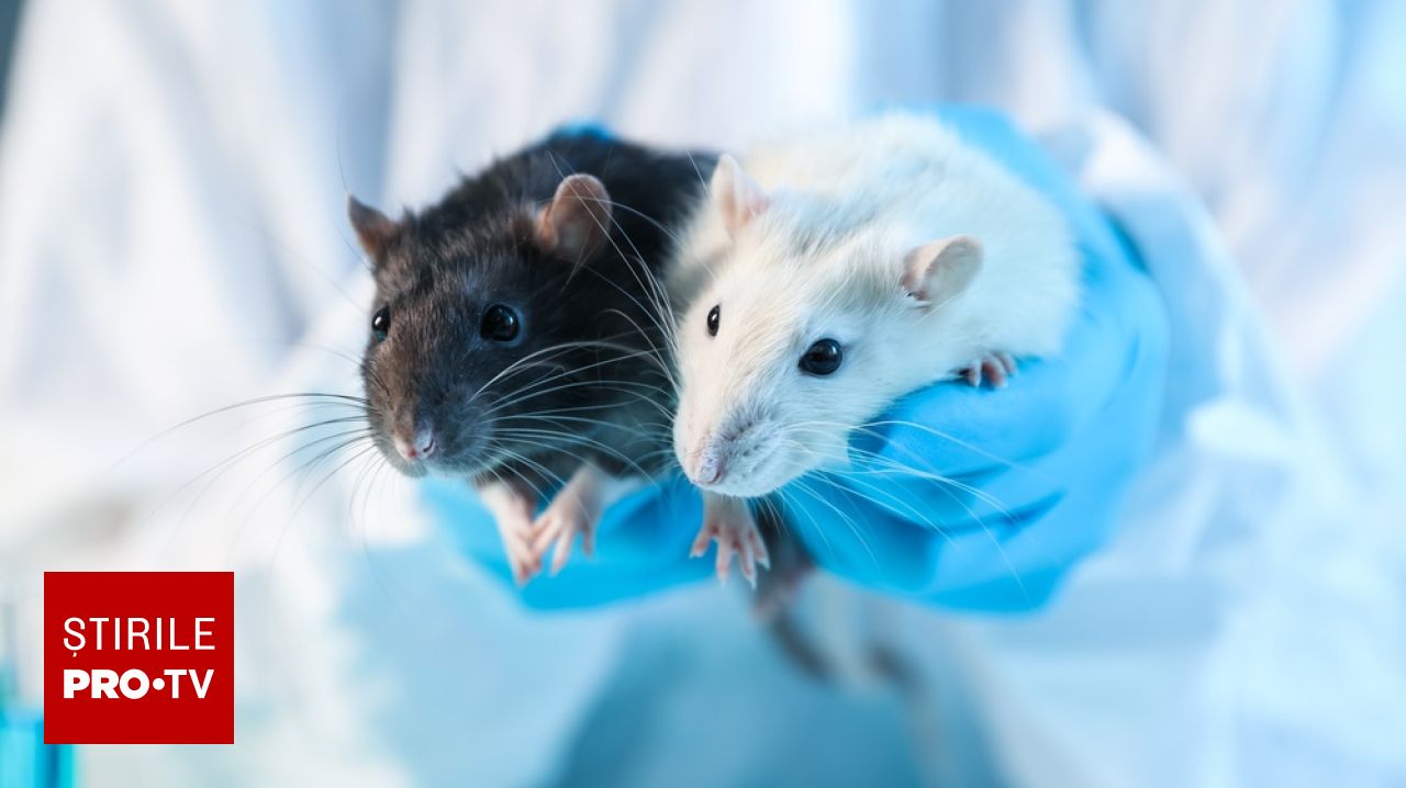 Experiment fără precedent la Stanford: șoareci cu țesut cerebral uman pentru studiul bolilor neurologice
