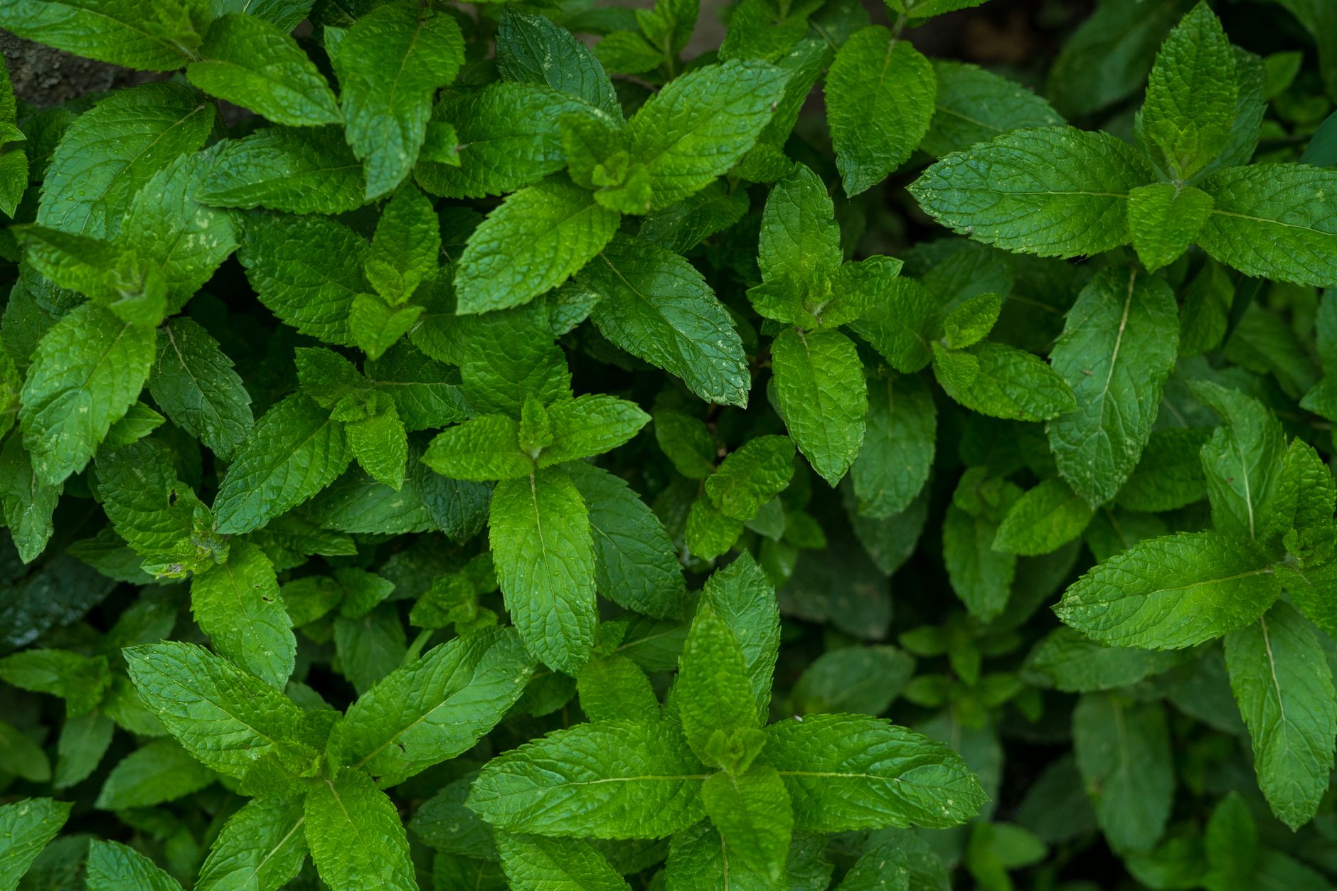 Menta devine o sursă de venituri semnificativă pentru agricultori, cu profituri de până la 5.000 de euro pe hectar