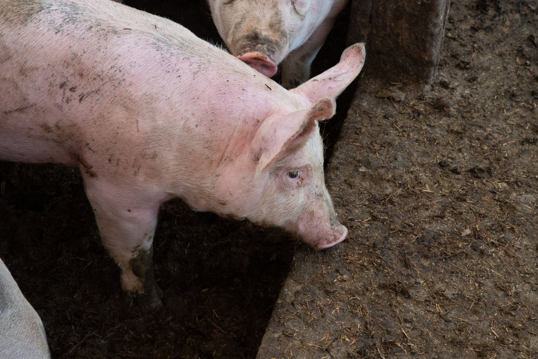 Recuperarea nutrienților din dejecțiile zootehnice: o soluție economică pentru fermieri în UE