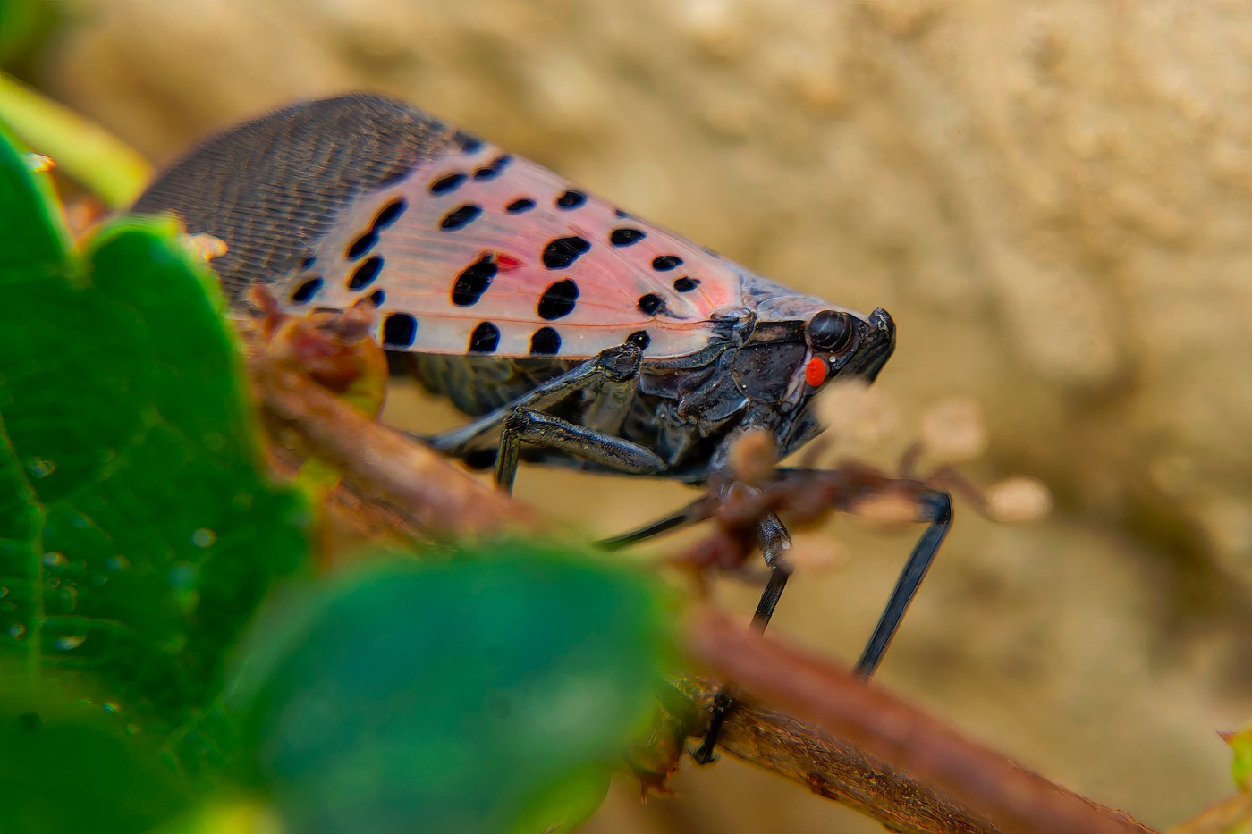 Specie invazivă de gândaci pătati descoperită în Ungaria: riscuri majore pentru sectorul viticol din UE