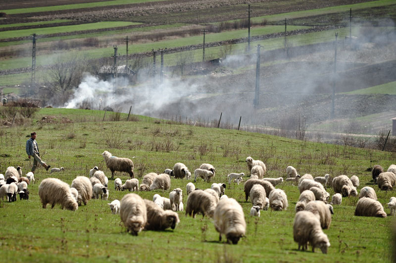 Restricții europene asupra exporturilor de ovine din România: Impact economic și proteste în Piața Victoriei